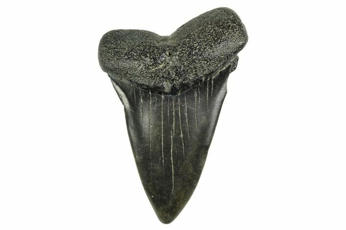Fossil Broad-Toothed Mako Tooth - South Carolina #368630